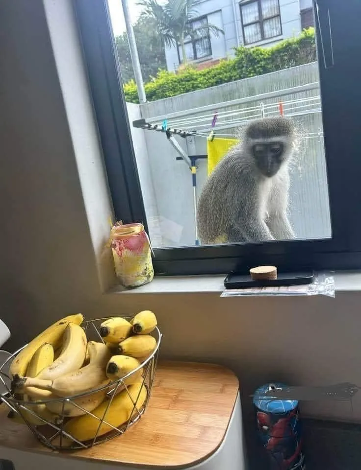 hungery-monkey